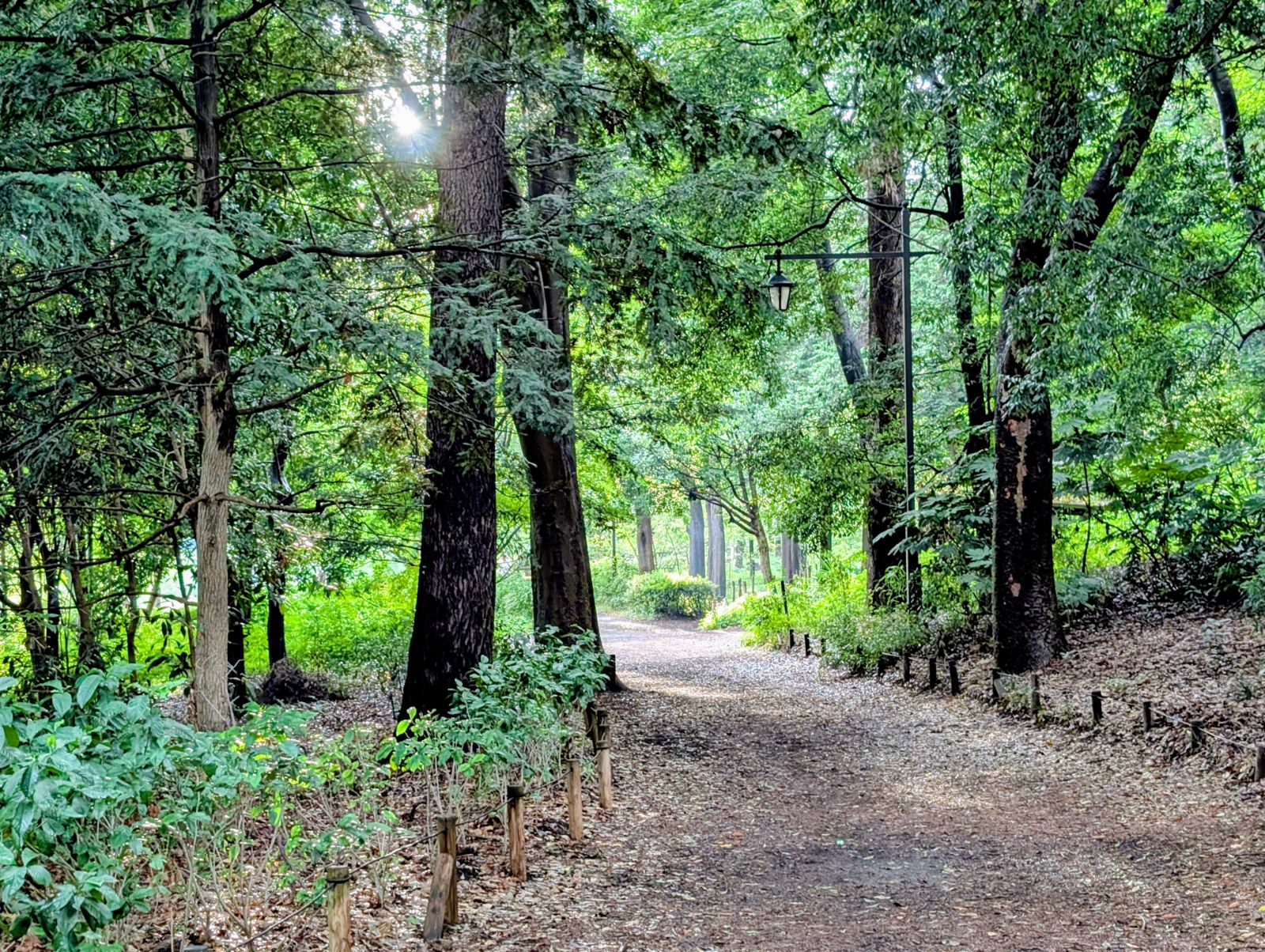 Beautiful Inokashira Park scenery