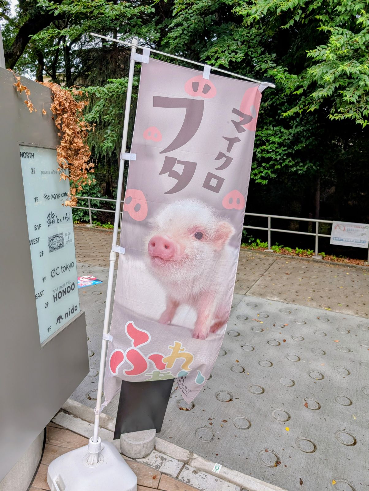 Micro pig cafe in Kichijoji